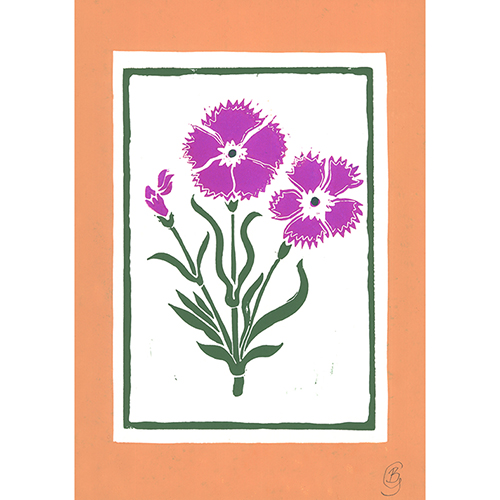 Dianthus (No.1)- Art Print