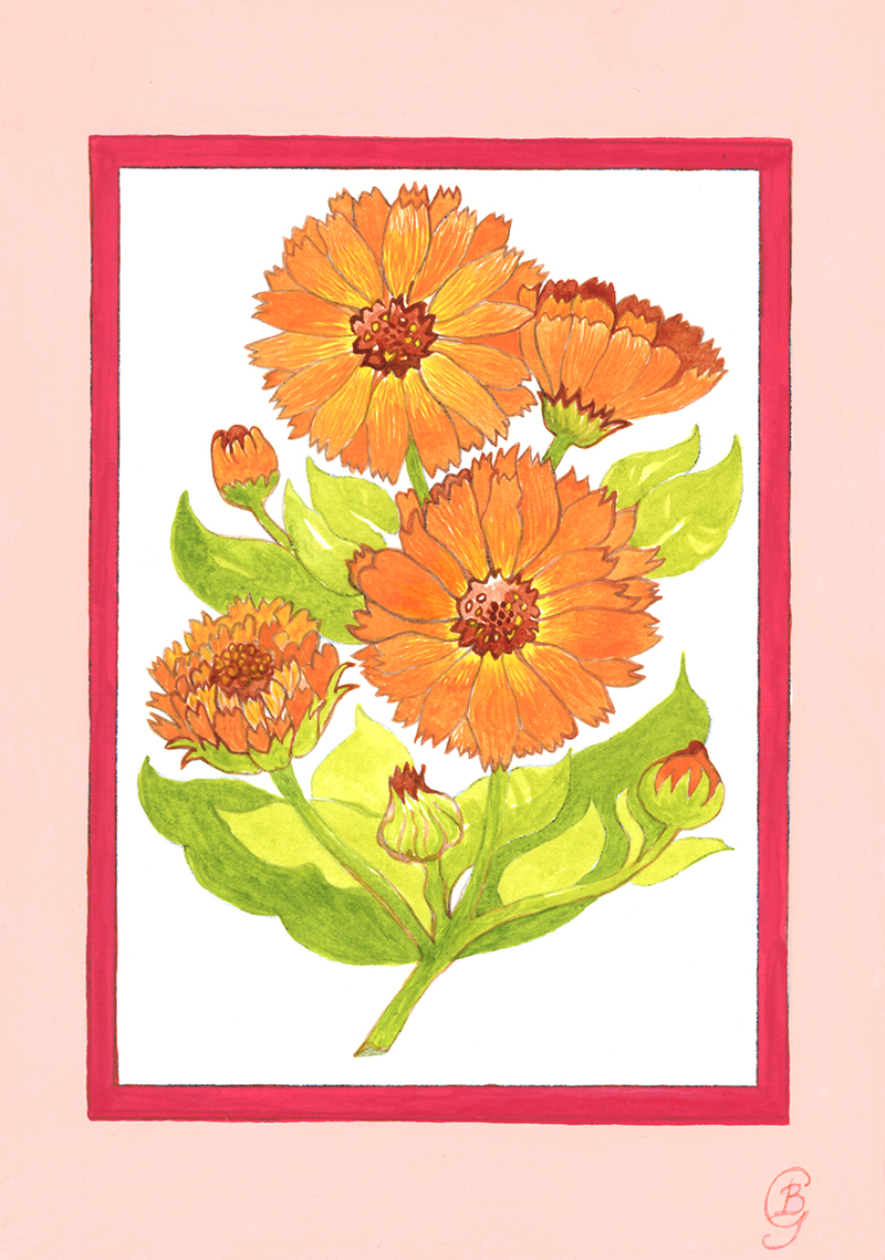 Marigold - print by Bronwen Glazzard