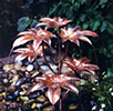 Castor Oil Tree copper fountain by Gary Pickles