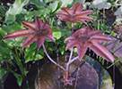 copper fig leaf fountain- by Gary Pickles of Metallic Garden