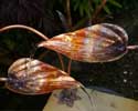 copper hosta water feature in a garden pond- by Gary Pickles of Metallic Garden