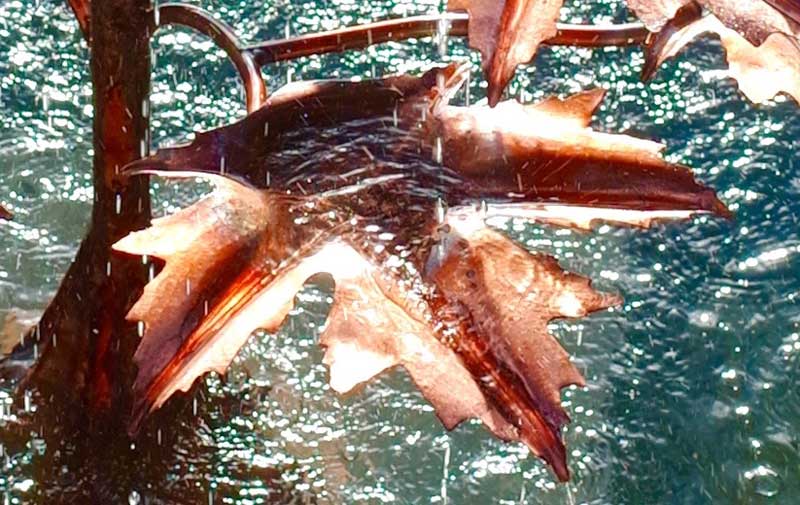 Close-up of copper Norway maple leaves with running water