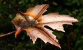 Norway Maple copper leaf fountain by Gary Pickles