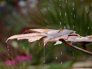 Norway Maple copper fountain from Metallic Garden
