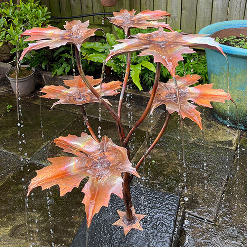 Norway Maple click for details