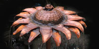 Sunflower copper fountain water feature by Gary Pickles