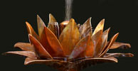 copper water lily flower