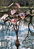 copper indian bean tree fountain