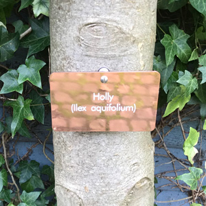 Copper tree tag click for details