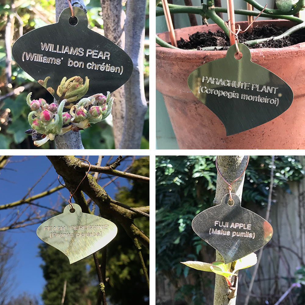 Brass plant and tree labels, designed and engraved by Metallic Garden UK